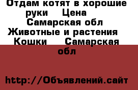 Отдам котят в хорошие руки) › Цена ­ 1 - Самарская обл. Животные и растения » Кошки   . Самарская обл.